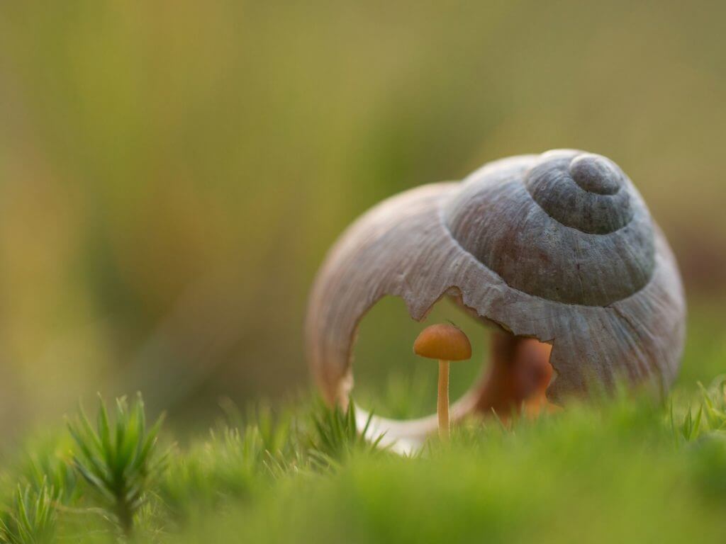 Snail shell with hole - storytelling and nature