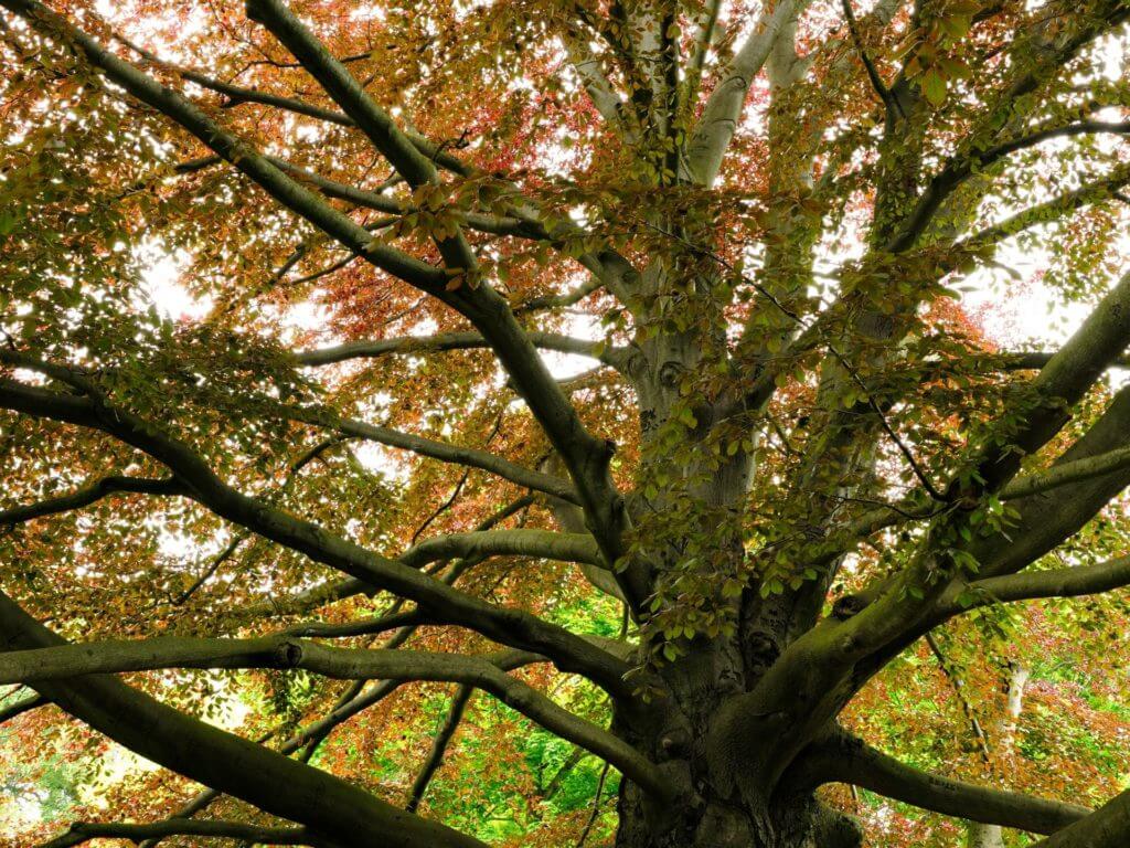 Copper beech tree - one thread in our stories