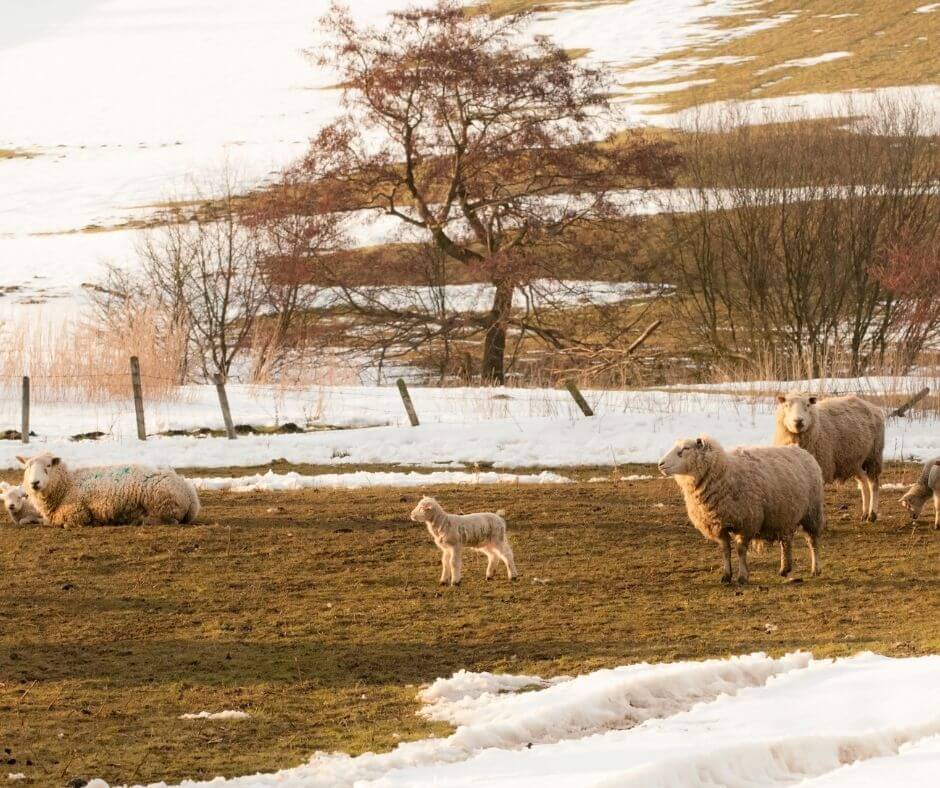 Lambing season - begins on 1 Feb, Imbolc