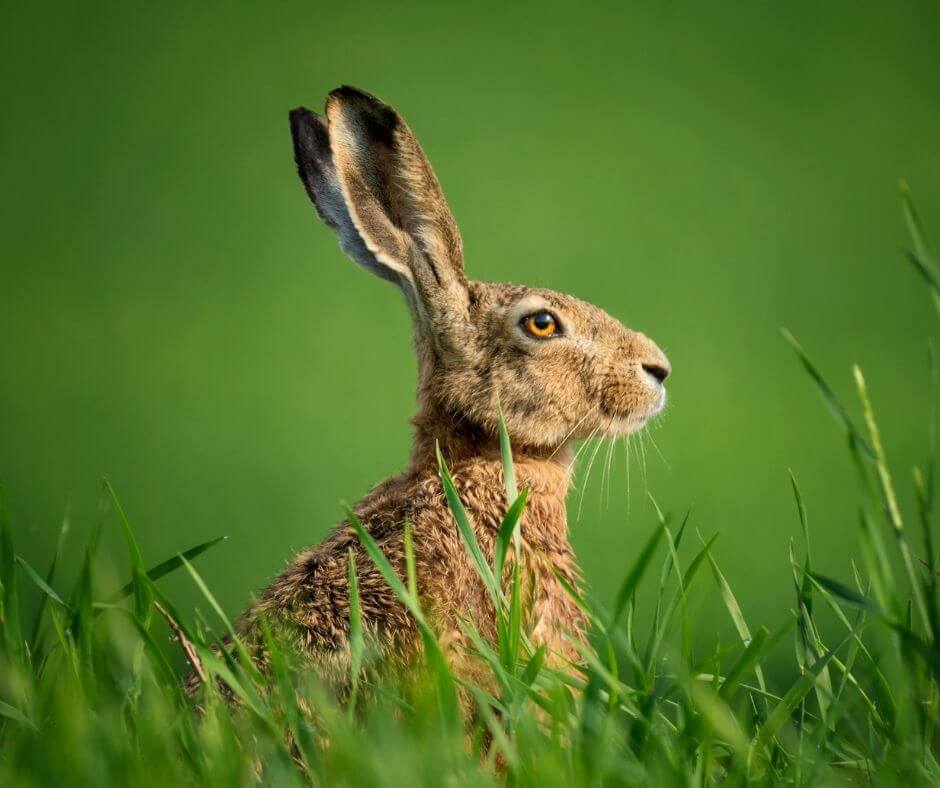 photo of hare in spring - symbolising the Spring Equinox.