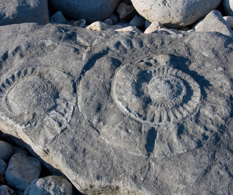 Ammonite found on the North East coast - Spring equinox