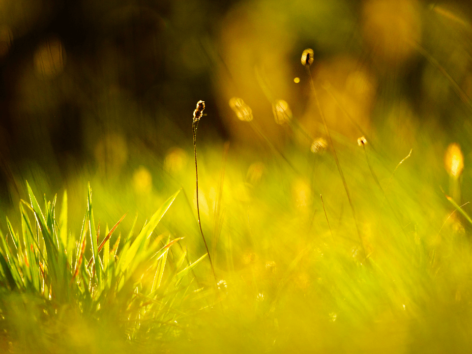 Picture of a Meadow