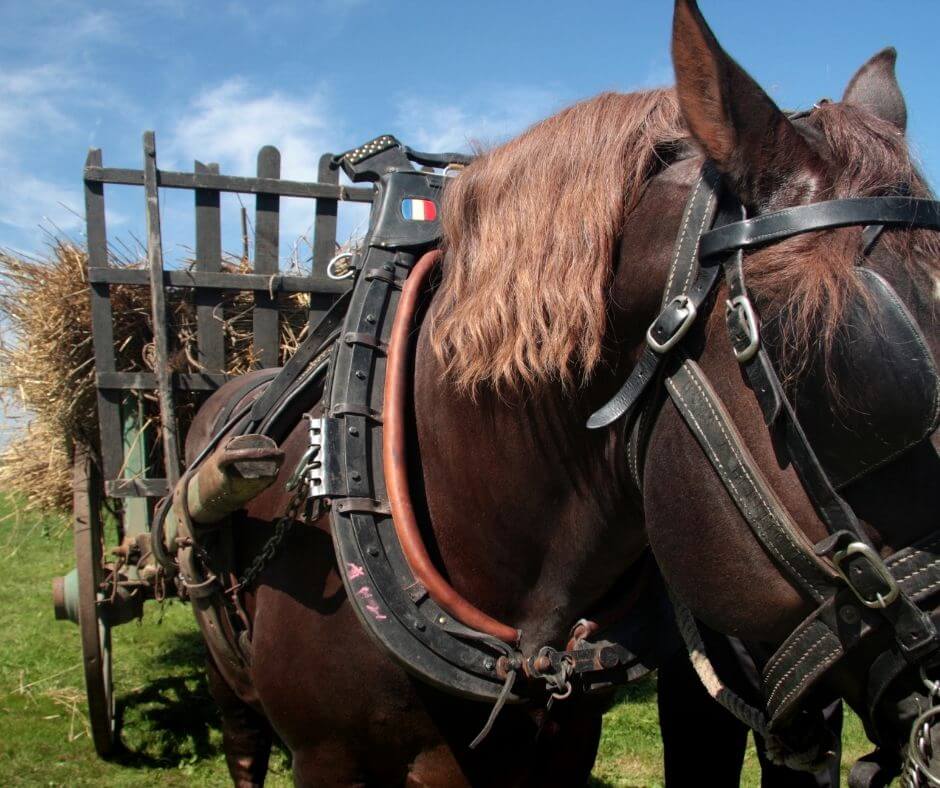 bringing in the harvest with horse and cart