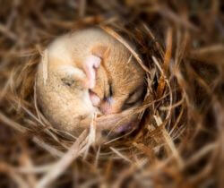 Picture of a sleeping doormouse